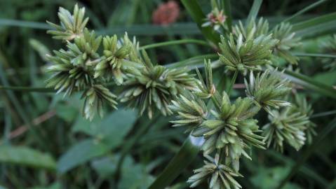 Fotografia da espécie Cyperus eragrostis