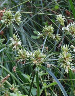 Fotografia 16 da espécie Cyperus eragrostis no Jardim Botânico UTAD