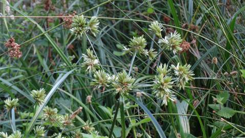 Fotografia da espécie Cyperus eragrostis