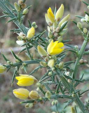Fotografia 15 da espécie Ulex europaeus subesp. europaeus no Jardim Botânico UTAD