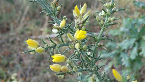 Fotografia da espécie Ulex europaeus subesp. europaeus