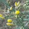 Fotografia 15 da espécie Ulex europaeus subesp. europaeus do Jardim Botânico UTAD