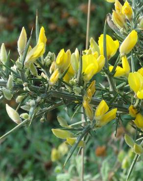 Fotografia 16 da espécie Ulex europaeus subesp. europaeus no Jardim Botânico UTAD