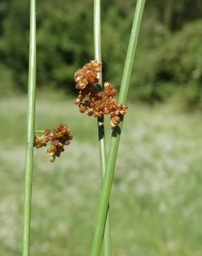 Fotografia 12 da espécie Juncus effusus no Jardim Botânico UTAD
