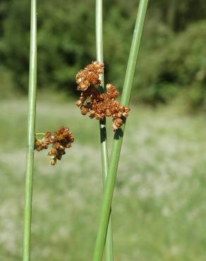 Fotografia 12 da espécie Juncus effusus no Jardim Botânico UTAD