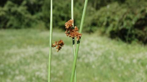 Fotografia da espécie Juncus effusus