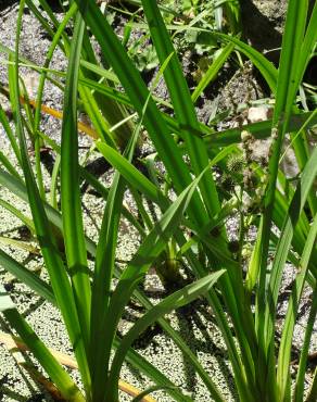 Fotografia 15 da espécie Sparganium erectum subesp. neglectum no Jardim Botânico UTAD