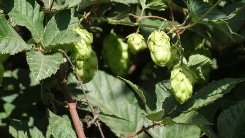 Fotografia da espécie Humulus lupulus