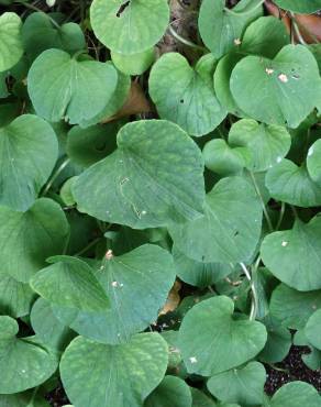 Fotografia 19 da espécie Viola palustris subesp. palustris no Jardim Botânico UTAD