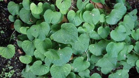 Fotografia da espécie Viola palustris subesp. palustris