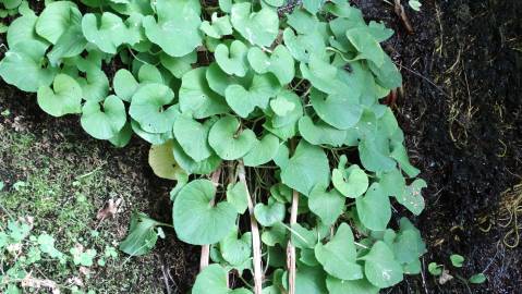 Fotografia da espécie Viola palustris subesp. palustris