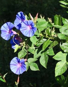 Fotografia 16 da espécie Ipomoea indica no Jardim Botânico UTAD