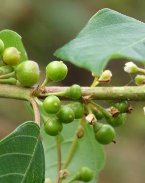 Fotografia 13 da espécie Frangula alnus no Jardim Botânico UTAD