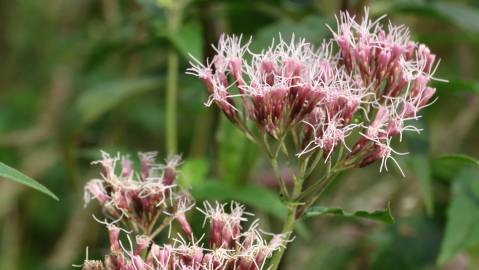 Fotografia da espécie Eupatorium cannabinum subesp. cannabinum