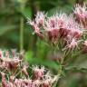 Fotografia 12 da espécie Eupatorium cannabinum subesp. cannabinum do Jardim Botânico UTAD