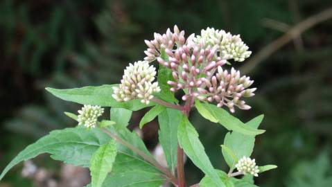 Fotografia da espécie Eupatorium cannabinum subesp. cannabinum