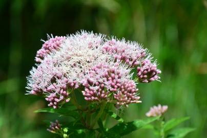 Fotografia da espécie Eupatorium cannabinum subesp. cannabinum