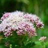 Fotografia 14 da espécie Eupatorium cannabinum subesp. cannabinum do Jardim Botânico UTAD