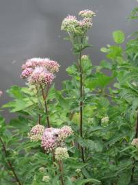 Fotografia da espécie Eupatorium cannabinum subesp. cannabinum