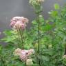 Fotografia 15 da espécie Eupatorium cannabinum subesp. cannabinum do Jardim Botânico UTAD