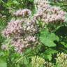 Fotografia 17 da espécie Eupatorium cannabinum subesp. cannabinum do Jardim Botânico UTAD