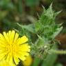 Fotografia 16 da espécie Helminthotheca echioides do Jardim Botânico UTAD