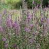 Fotografia 15 da espécie Lythrum salicaria do Jardim Botânico UTAD