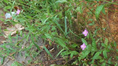 Fotografia da espécie Epilobium hirsutum