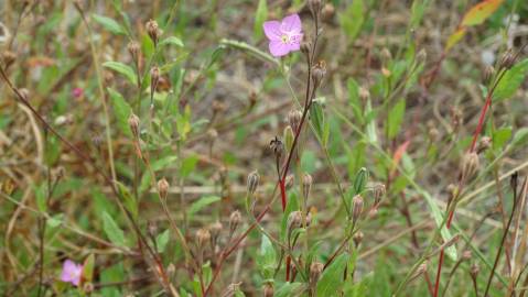 Fotografia da espécie Epilobium hirsutum