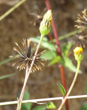 Fotografia 12 da espécie Bidens pilosa no Jardim Botânico UTAD