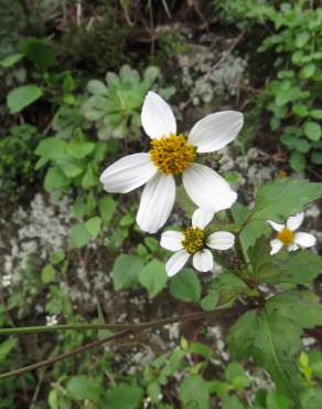 Fotografia 13 da espécie Bidens pilosa no Jardim Botânico UTAD