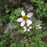 Fotografia 13 da espécie Bidens pilosa do Jardim Botânico UTAD