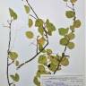 Fotografia de herbário 1 da espécie Prunus mahaleb no Jardim Botânico UTAD