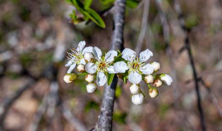 Fotografia da espécie Prunus mahaleb