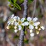 Fotografia 17 da espécie Prunus mahaleb do Jardim Botânico UTAD