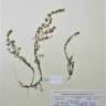 Fotografia de herbário 1 da espécie Thymus zygis no Jardim Botânico UTAD