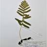 Fotografia de herbário 1 da espécie Polypodium vulgare no Jardim Botânico UTAD