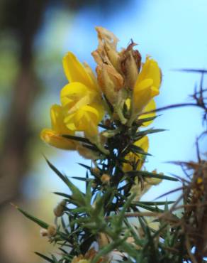 Fotografia 17 da espécie Ulex europaeus subesp. europaeus no Jardim Botânico UTAD