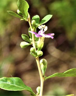 Fotografia 18 da espécie Lycium barbarum no Jardim Botânico UTAD