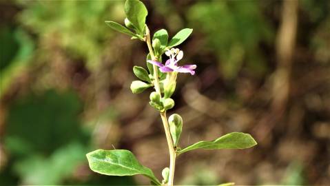 Fotografia da espécie Lycium barbarum