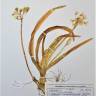 Fotografia de herbário 1 da espécie Allium neapolitanum no Jardim Botânico UTAD