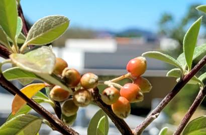 Fotografia da espécie Cotoneaster pannosus