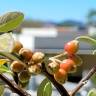 Fotografia 16 da espécie Cotoneaster pannosus do Jardim Botânico UTAD