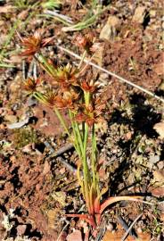 Fotografia da espécie Juncus capitatus