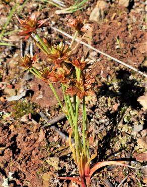 Fotografia 16 da espécie Juncus capitatus no Jardim Botânico UTAD