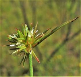 Fotografia da espécie Juncus capitatus