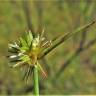 Fotografia 17 da espécie Juncus capitatus do Jardim Botânico UTAD