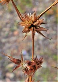 Fotografia da espécie Juncus capitatus