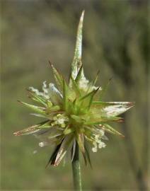 Fotografia da espécie Juncus capitatus