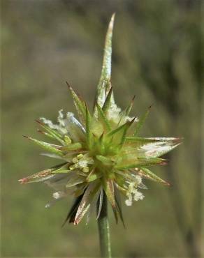 Fotografia 19 da espécie Juncus capitatus no Jardim Botânico UTAD